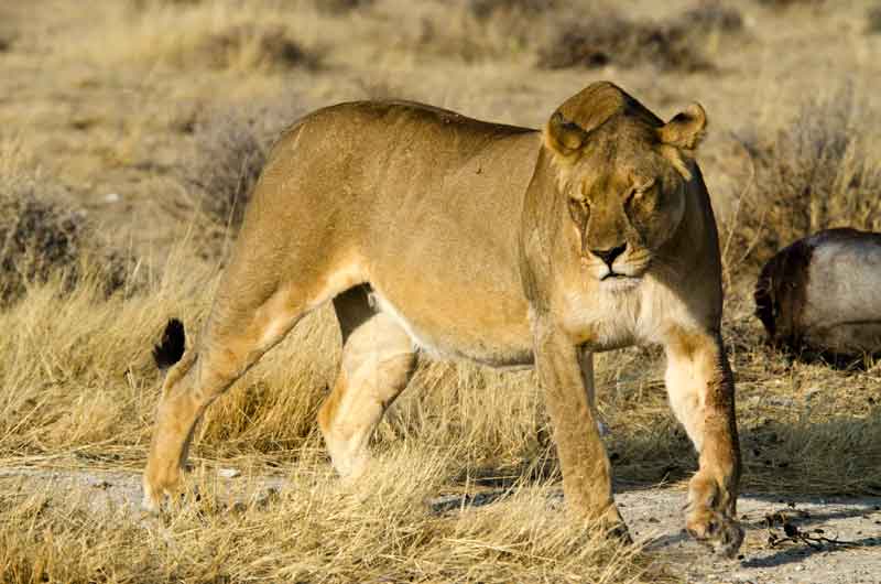 57 - Namibia - leones comiendo - parque nacional de Etosha